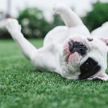 TurFresh - Artificial Turf Near Me - Las Vegas, Nevada TurFresh - Artificial Turf Near Me - Las Vegas, Nevada