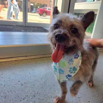 Lovely Pets - Sweet Potato Casserole's glow-up!! - Pet Groomers Near Me - Chicago, Illinois