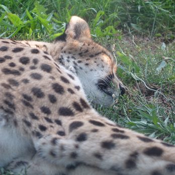 Toronto Zoo - Sleepy kitty... - Zoos Near Me - Toronto, Ontario Toronto Zoo - Sleepy kitty... - Zoos Near Me - Toronto, Ontario