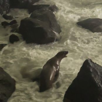 Sea Lion Caves - Active Life Near Me - Florence, Oregon Sea Lion Caves - Active Life Near Me - Florence, Oregon
