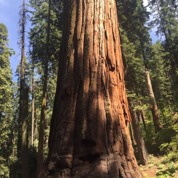 Calaveras Big Trees State Park - Parks Near Me - Arnold, California Calaveras Big Trees State Park - Parks Near Me - Arnold, California