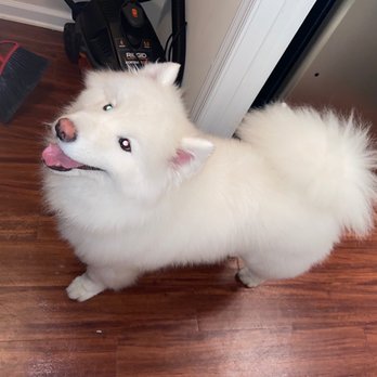 Pup-N-Cuts - Koda - Pet Groomers Near Me - Brookhaven, Georgia