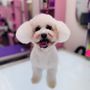 Photo of Pampered Puppy Pet Grooming