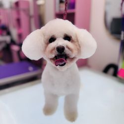 Pampered Puppy Pet Grooming