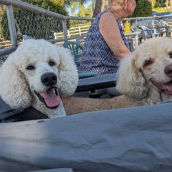 Silver Rose Ranch - Roman and Zoey waiting to run agility