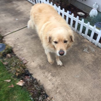 Angel Care Pet Grooming - Pet Groomers Near Me Angel Care Pet Grooming - Pet Groomers Near Me