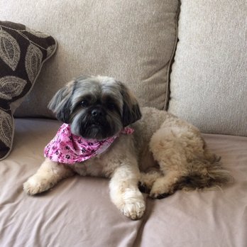 The Bark & Collar - Pet Groomers Near Me - Poway, California