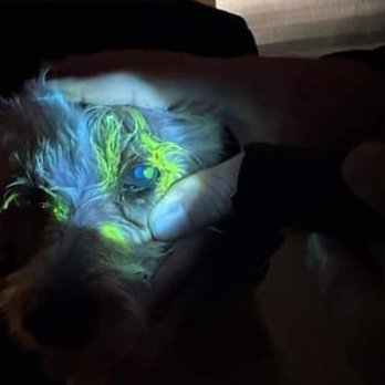 Pet Supplies Plus Oceanside - Ulcer - see the green. - Pet Stores Near Me - Oceanside, New York