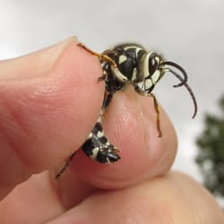 NC Pest Control - Baldfaced Hornet