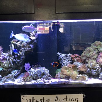 Live Art Aquatics - Aquarium Services Near Me - Independence, Missouri Live Art Aquatics - Aquarium Services Near Me - Independence, Missouri