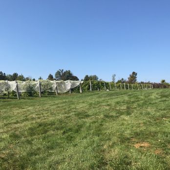 Coyote Moon Vineyards - Great vineyard in New York. - Wine Tours Near Me - Clayton, New York