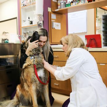 All Creatures Veterinary Center - Veterinarians Near Me - Carrollton, Texas