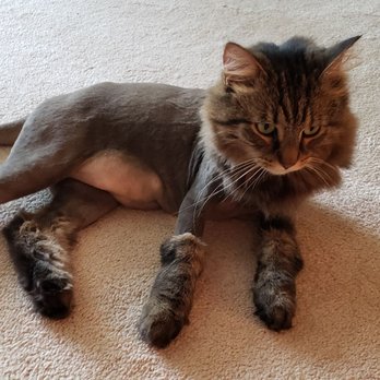 Kitty City Salon - Scottie's very happy and proud of this summer Lion Cut he got from Kitty City Salon. - Pet Groomers Near Me Kitty City Salon - Scottie's very happy and proud of this summer Lion Cut he got from Kitty City Salon. - Pet Groomers Near Me