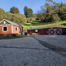 R2 Hillside Ranch - Alpacas