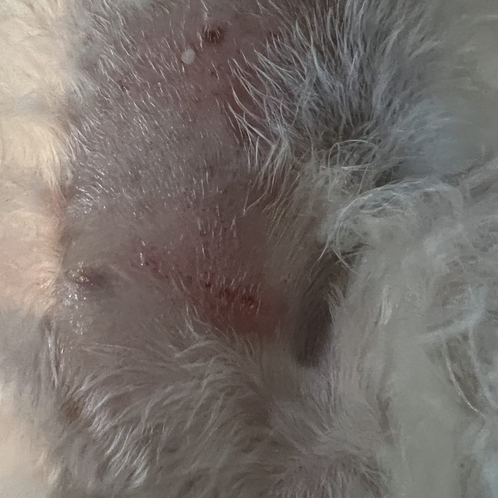 A part of his hair was chopped off and left with bruises . A part of his hair was chopped off and left with bruises .