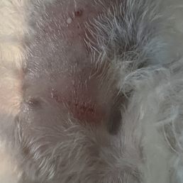 A part of his hair was chopped off  and left with bruises .
