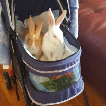Pet Club - This is Butterscotch and Dash. - Pet Stores Near Me - San Mateo, California Pet Club - This is Butterscotch and Dash. - Pet Stores Near Me - San Mateo, California