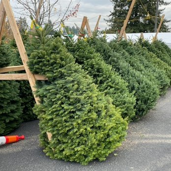 Premium Nobles BSA Scouts 358 - Christmas Trees Near Me - Vancouver, Washington Premium Nobles BSA Scouts 358 - Christmas Trees Near Me - Vancouver, Washington