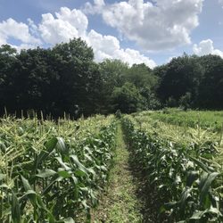 Belmont Acres Farm
