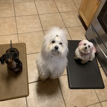 Purfect Friends - Can we get a treat? Finn, Louis and Kitara - Pet Boarding Near Me Purfect Friends - Can we get a treat? Finn, Louis and Kitara - Pet Boarding Near Me
