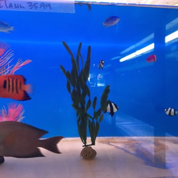 Pet Town - Salt water fish - Pet Stores Near Me - Downey, California Pet Town - Salt water fish - Pet Stores Near Me - Downey, California