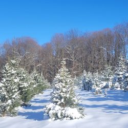 Keith Tree Farm