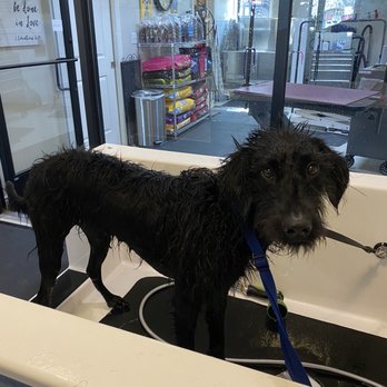Lily's Baths & Biscuits - Double grooming loop to keep Riley in the bath. - Pet Stores Near Me - Denver, Colorado