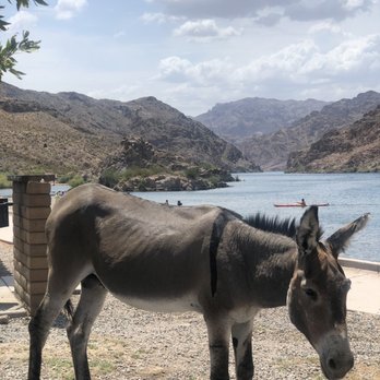 Willow Beach Harbor - Wild life roams near. Donkey had no fear waking up waiting to be feed or pet. - Boating Near Me - Willow Beach, Arizona Willow Beach Harbor - Wild life roams near. Donkey had no fear waking up waiting to be feed or pet. - Boating Near Me - Willow Beach, Arizona