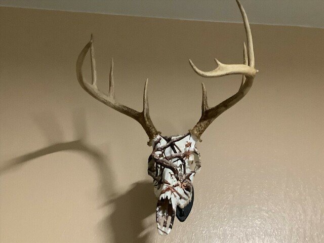 Custom European Mounting - taxidermy in Nappanee, IN