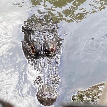Gatorland - Zoos Near Me - Orlando, Florida Gatorland - Zoos Near Me - Orlando, Florida
