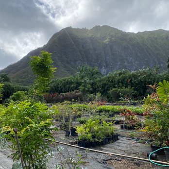 Koba's Nursery - Nurseries & Gardening Near Me - Waimanalo, Hawaii