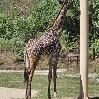 Franklin Park Zoo - Amazing - Zoos Near Me - Boston, Massachusetts Franklin Park Zoo - Amazing - Zoos Near Me - Boston, Massachusetts