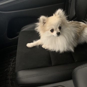 Pet Palace - Pet Sitting Near Me Pet Palace - Pet Sitting Near Me