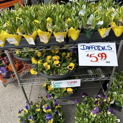 Vince & Joe's Gourmet Market - Beautiful Easter flowers.