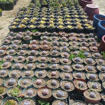 Cosentino's Nursery - Nurseries & Gardening Near Me - Malibu, California Cosentino's Nursery - Nurseries & Gardening Near Me - Malibu, California
