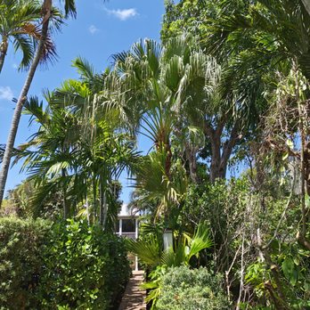 ECO Tree Experts - Tree Services Near Me - West Palm Beach, Florida ECO Tree Experts - Tree Services Near Me - West Palm Beach, Florida
