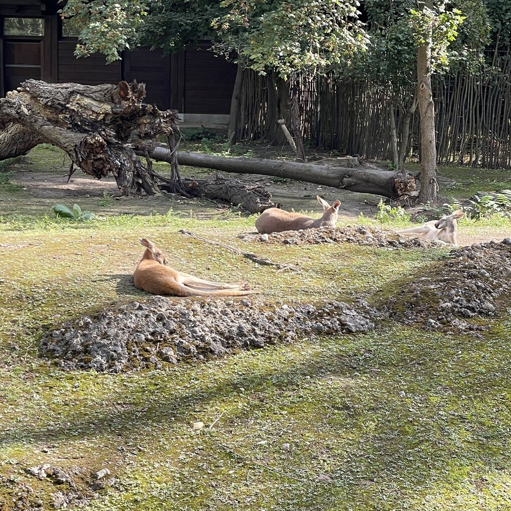 ZOO BERLIN - Zoos Near Me - Berlin, BE ZOO BERLIN - Zoos Near Me - Berlin, BE