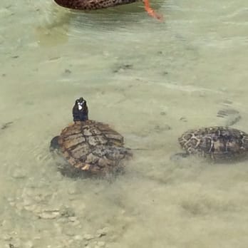 The Women's Park - Surprised and happy to see the turtles!! - Parks Near Me - Miami, Florida The Women's Park - Surprised and happy to see the turtles!! - Parks Near Me - Miami, Florida