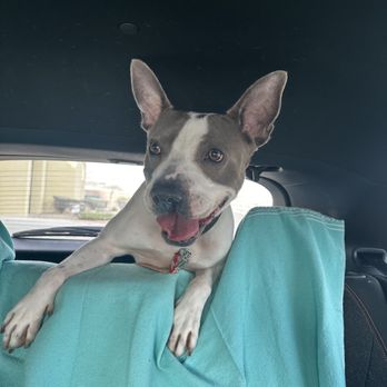 Camp Bow Wow - Picking Moose up and heading home! - Pet Boarding Near Me - Las Vegas, Nevada Camp Bow Wow - Picking Moose up and heading home! - Pet Boarding Near Me - Las Vegas, Nevada