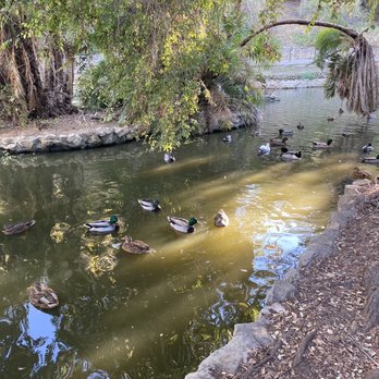 Averill Park - Beautiful Pond - Parks Near Me - San Pedro, California