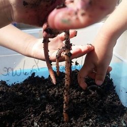 Cornerstone Christian Preschool - Discovering how worms are important in gardening.