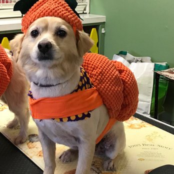 Pet's Plaza Grooming - Pumpkin Mac! - Pet Groomers Near Me - Westminster, California