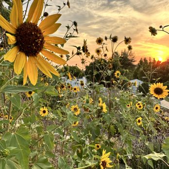 1st Fruits Farm - Sunflowers and sunset! - Fruits & Veggies Near Me - Temecula, California 1st Fruits Farm - Sunflowers and sunset! - Fruits & Veggies Near Me - Temecula, California