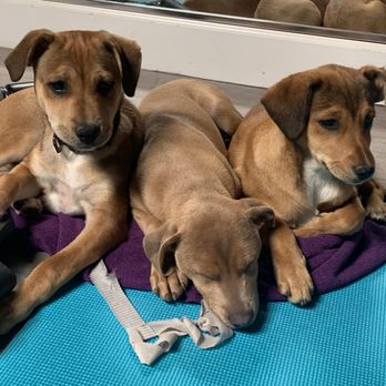 Spirit Yoga Studios - Puppies! - Yoga Near Me - San Diego, California Spirit Yoga Studios - Puppies! - Yoga Near Me - San Diego, California