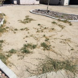 Weeds coming back up