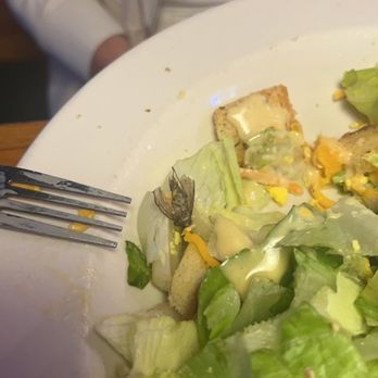 Texas Roadhouse - We found a moth in our salad..... absolutely disgusting. - Steakhouses Near Me - High Point, North Carolina Texas Roadhouse - We found a moth in our salad..... absolutely disgusting. - Steakhouses Near Me - High Point, North Carolina