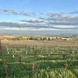 The vines and sky