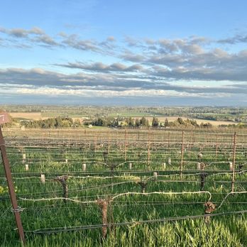 Durant Vineyards Tasting Room - The vines and sky - Wineries Near Me - Dayton, Oregon