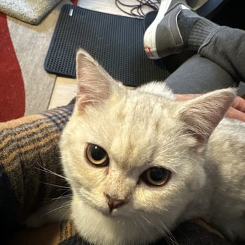 Lulu's Kittens Scottish Folds - Pet Breeders Near Me - Brisbane, California