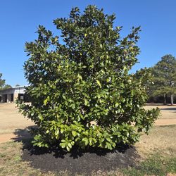 Magnolia Unity Park